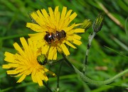 32 Apis florea